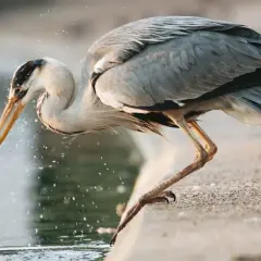 Un héron gris, perché au bord de l'eau, attrape un poisson dans son bec. Les éclaboussures témoignent de l'action.