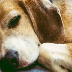 A beagle rests its head on its paws, eyes partially open. Do dogs sleep with their eyes open? This sleepy pup seems to be proving it's possible.