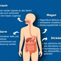Grafik zeigt, was Bitterstoffe im Körper bewirken: Sie bereiten den Verdauungstrakt vor, regen Speichelfluss an, fördern Magensäurebildung und unterstützen das Mikrobiom.