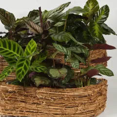 Krzewy calathea w wiklinowych osłonkach. Dowiedz się, jak dbać o te piękne rośliny, by cieszyć się ich egzotycznymi liśćmi.