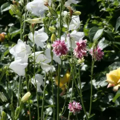 Weiße Glockenblumen und rosafarbene Akelei blühen im Garten. Ein schöner ballonblume standort.