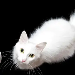 Un gato blanco con ojos verdes mira un cuenco de leche, demostrando que los gatos pueden beber leche.