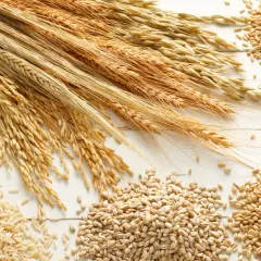 Kłosy zbóż, ryż, płatki owsiane i ziarna. To wszystko zawiera gluten, białko kluczowe w wypiekach.