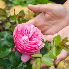 Mains tenant une rose rose épanouie, avec des feuilles vertes et du terreau rosier en arrière-plan.