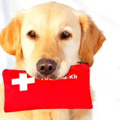 Złoty retriever z apteczką w pysku, gotowy do pomocy. To idealny zestaw, gdy potrzebny jest tribiotic dla psa.