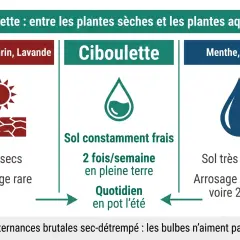 Conseils d'arrosage pour la ciboulette : sol frais, 2x/semaine en terre, quotidien en pot l'été. Éviter les chocs sec-humide.