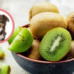 Czy pies może kiwi? Uśmiechnięty piesek patrzy na miskę pełną soczystych kiwi.