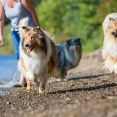Trzy owczarki szkockie typu amerykańskiego biegną brzegiem jeziora.