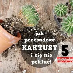 Jak przesadzić kaktusa, by się nie pokłuć? Na drewnianym blacie leżą kaktusy, doniczka i ziemia.