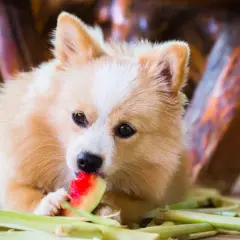 Puszysty piesek z apetytem zajada kawałek arbuza. Czy pies może arbuza? Ten słodki łasuch udowadnia, że tak!
