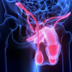 Anatomia męskiego układu rozrodczego. Czerwone naczynia krwionośne mogą sugerować krew w spermie, co jest stanem medycznym.