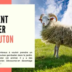 Un mouton à cornes se tient dans un pré verdoyant. L'image suggère comment adopter un mouton.