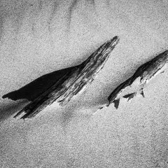 Two pieces of weathered driftwood lie on a sandy surface, casting long shadows. The texture of the wood and sand is emphasized in this pan f shot.