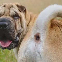 Perro Shar Pei con posible irritación anal, similar a hemorroides en perros. Su cara arrugada y lengua afuera muestran su estado.