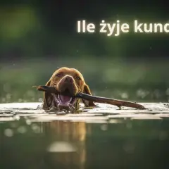 Szczęśliwy pies z patykiem w pysku pływa w jeziorze. Warto wiedzieć, jak długo żyją psy kundelki, by cieszyć się nimi jak najdłużej.