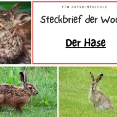 Steckbrief der Woche: Der Hase. Ein süßer Hase im Nahaufnahme, ein Feldhase im Gras und ein weiterer Hase auf einer grünen Wiese.