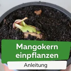 Ein junger Mangokern keimt in Erde. Anleitung zum Mangokern einpflanzen.