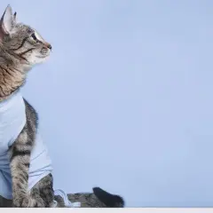 Getigerte Katze im blauen Body nach Kastration, sieht nachdenklich zur Seite.