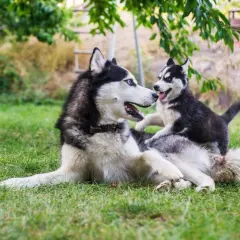 Mama husky bawi się ze swoim szczeniakiem. Po jakim czasie można wydać szczeniaki? Zwykle po 8 tygodniach, gdy są już samodzielne.