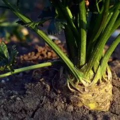 Jak siać seler korzeniowy: sprawdzone metody i tajniki sukcesu