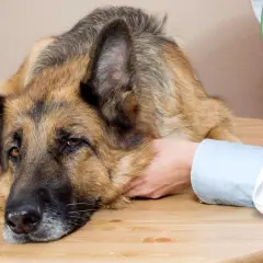 Un pastor alemán con síntomas de síndrome vestibular en perros, apoyado en una mesa, recibe consuelo de un veterinario.