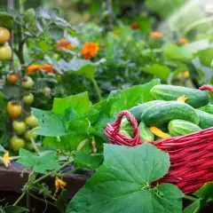 Frisch geerntete snackgurken liegen in einem roten Korb im Hochbeet, umgeben von Tomaten und leuchtend orangefarbenen Blüten.
