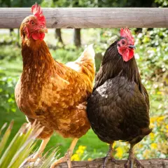 Zwei Hühner, ein braunes und ein schwarzes, sitzen auf einem Holzzaun. Gute Huhn Haltung bedeutet Platz und frische Luft.