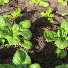 Frisch gewachsener Spinat im Beet, bereit, roh gegessen zu werden. Die grünen Blätter glänzen im Sonnenlicht.