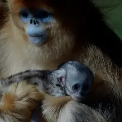 Un tierno mono de nariz chata, con su cría acurrucada, muestra la dulzura de la maternidad en la naturaleza.