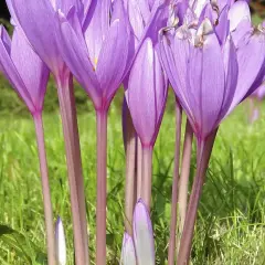 Fioletowe kwiaty, jak wygląda krokus, wznoszą się na purpurowych łodyżkach ponad zieloną trawą.