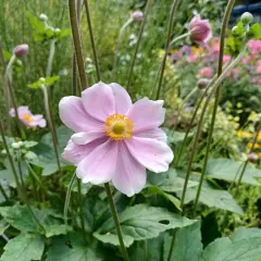 Delikatny, różowy **anemone** z żółtym środkiem na tle kwitnącego ogrodu.