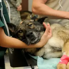 Veterinarios atienden a un perro con un ataque epiléptico. El canino yace en una camilla, con una pata vendada de rosa.