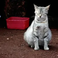 Cómo saber si mi gata está embarazada: señales que no puedes ignorar