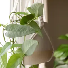 Epipremnum Cebu Blue z dużymi, niebieskawo-zielonymi liśćmi zwisającymi z makramy.