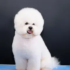 Uroczy, puszysty bichon frise, jeden z tych małych białych psów, siedzi na niebieskiej powierzchni na tle ciemnej ściany.