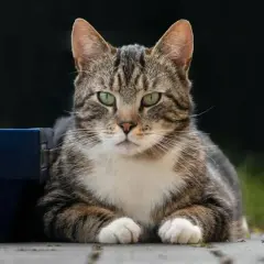 Niveles alarmantes de creatinina en gatos y cómo proteger su salud