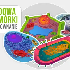 Jak wygląda komórka roślinna? Zaskakujące cechy i struktura komórki