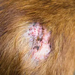Lesión en la piel de un perro, posible comienzo de sarna. Se observa pérdida de pelo, enrojecimiento y costras.