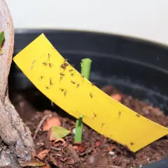 Un piège jaune collant attire de nombreux moucherons près des plantes en pot.