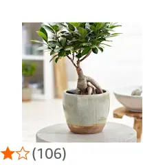 En vacker ficus microcarpa ginseng bonsai med tjocka rötter i en grå kruka.