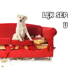 Biały pies siedzi na zniszczonej czerwonej kanapie, symbolizując lęk separacyjny u psa.