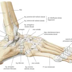 Dettaglio anatomico delle **ossa del piede** e delle articolazioni della caviglia, con legamenti e ossa tarsali, metatarsali e falangi.