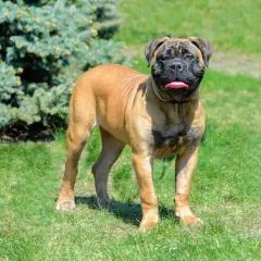 Ein stattlicher Bullmastiff steht auf einer grünen Wiese vor einem Nadelbaum. Seine Zunge hängt heraus, er scheint zufrieden.