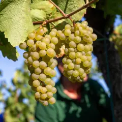 Reife, helle Trauben hängen am Rebstock. Ein Winzer im Hintergrund bereitet sich auf die Weinlese vor. Wann ist Weinlese? Wenn die Trauben so aussehen!