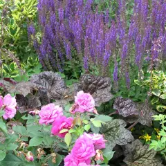 Moderne Beet-Ideen: Rosa Rosen, violette Salbei und bunte Blätter harmonieren in diesem üppigen Garten.