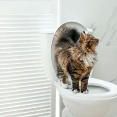 Gato curioso en el inodoro. ¿Será que los **olores para que los gatos no orinen** funcionan?