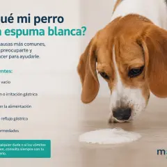 Un beagle mira espuma blanca en el suelo. El texto explica por qué mi perro vomita espuma blanca y remedios caseros.