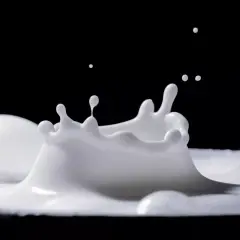 Dynamiczny rozbryzg mleka na czarnym tle. Czy taka jakość wpłynie na cenę mleka w skupie?