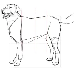 Boceto de perros en proceso, con líneas guía y estructura básica.