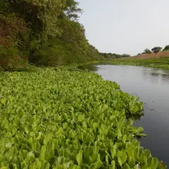 Un tapis luxuriant de pistia stratiotes borde un cours d'eau paisible, bordé d'arbres verdoyants.